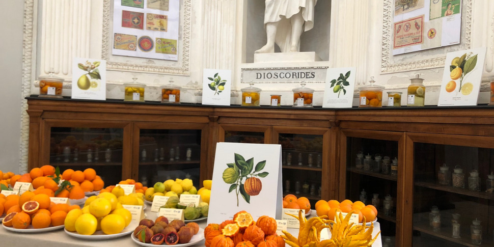 Zagara Di Primavera Gli Agrumi Siciliani In Mostra All Orto Botanico