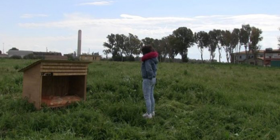 Gela Rubata Cuccia Di Quartiere Per I Randagi I Volontari Grande