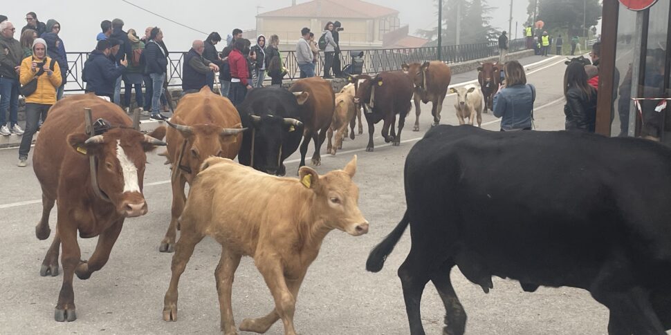 Geraci Siculo Assiste Al Passaggio Delle Mandrie Si Rinnova La