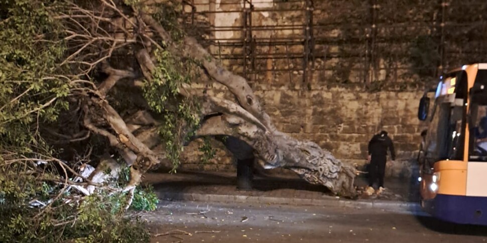 Palermo Un Grosso Ficus Cade Sull Asfalto A Piazza Croci A Pochi Metri