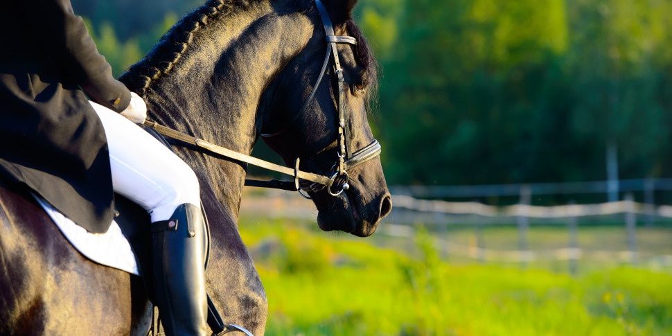 Cade da cavallo a Partinico, grave una ventiduenne - Giornale di Sicilia