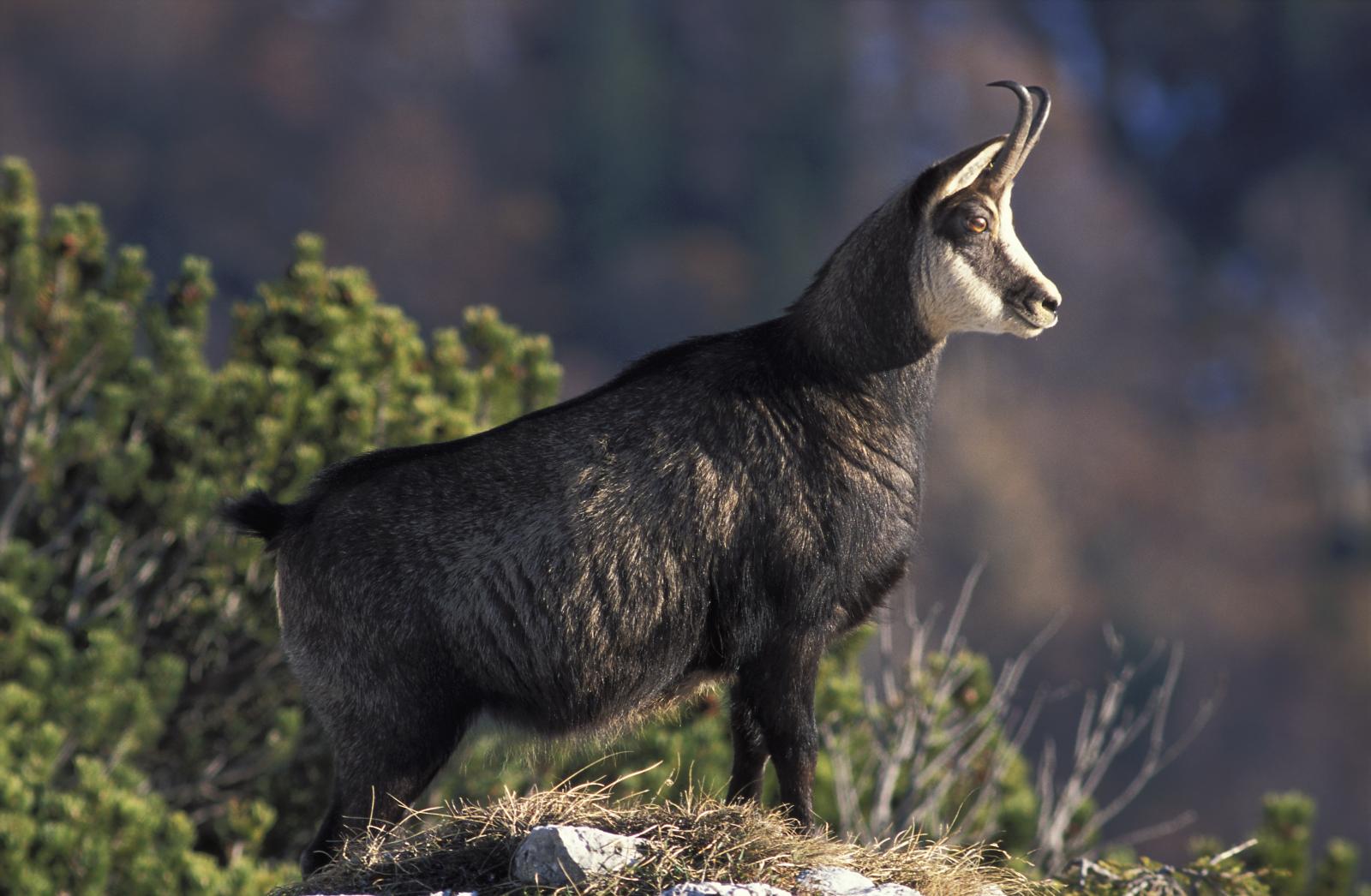 Животный мир европы. Серна коза. Горный козел Серна. Серна чёрный козёл. Серна Алтайская.