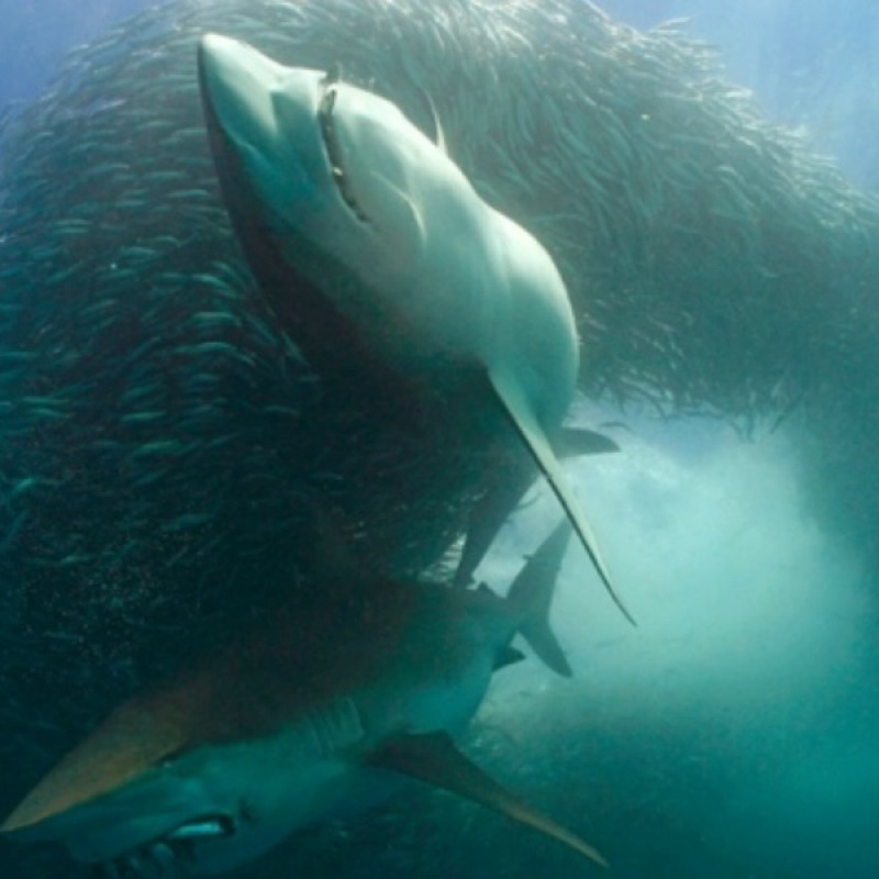 Due squali bronzo con le bocche piene di pesci fanno razzie in un banco di sardine, al largo del Sudafrica (foto di Doug Perrine - National Geographic)