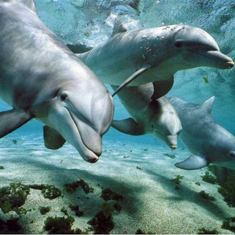 Delfini alle Eolie