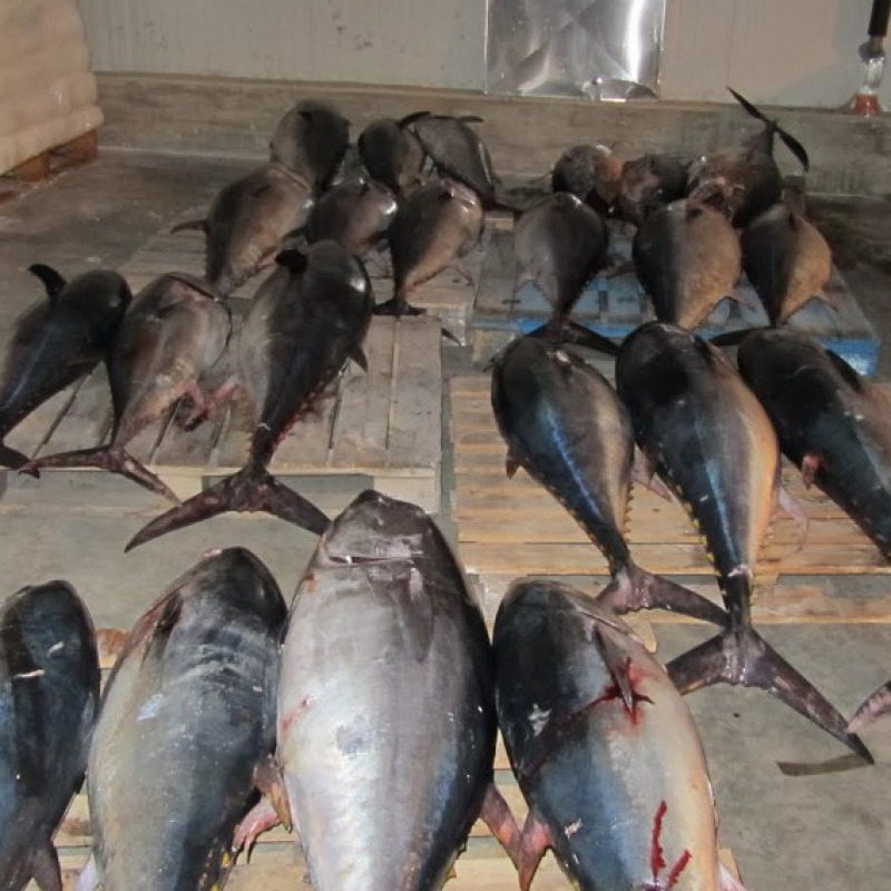 Un precedente sequestro di tonno rosso