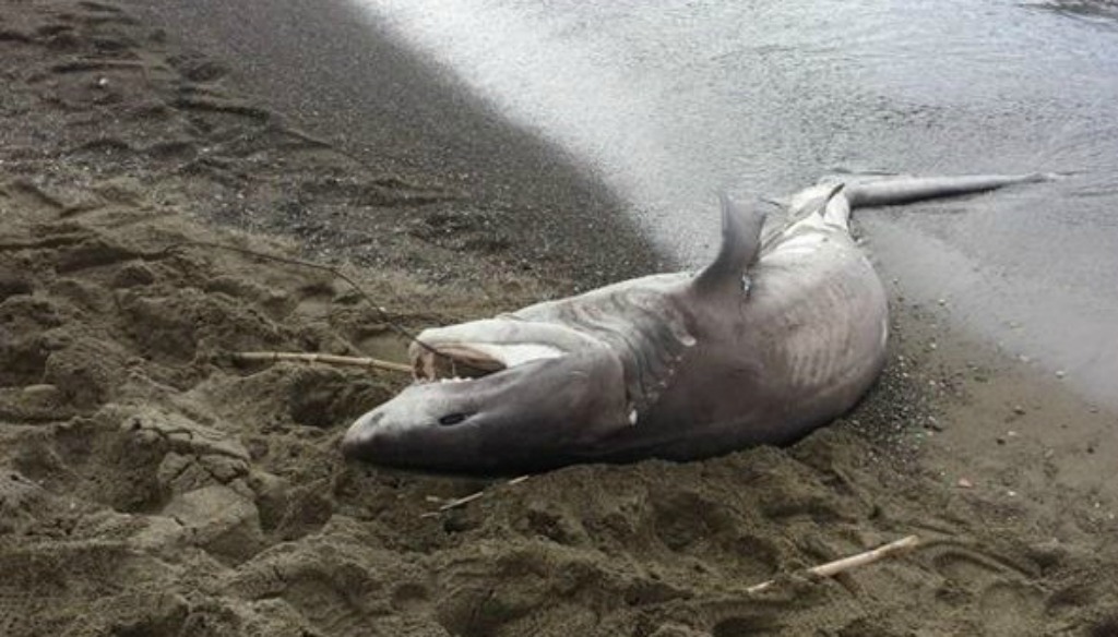 L'oltraggiosa storia di Rosy, lo squalo di 5 metri ritrovato in un parco  acquatico chiuso nel 2012 - greenMe