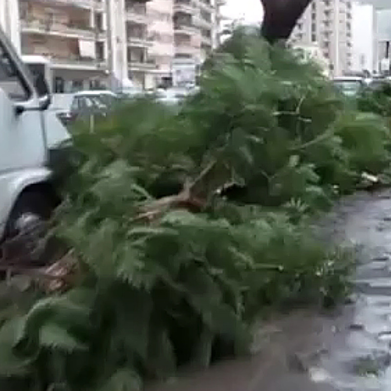 Alberi caduti a Palermo