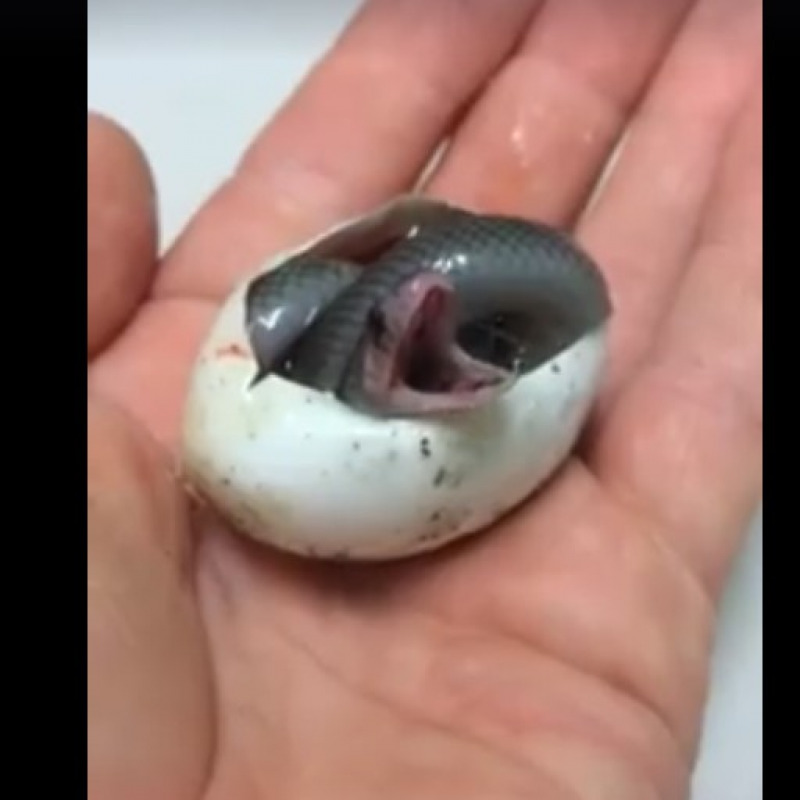 Ecco il primo respiro di un serpente: il video è virale