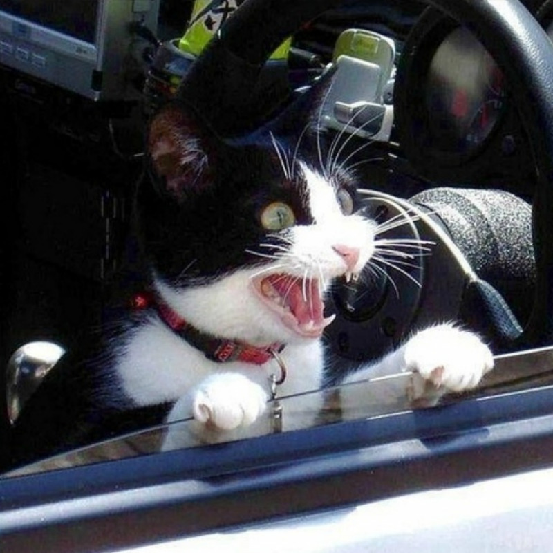 Il suo gatto cerca le coccole mentre lei guida, 24enne si schianta in auto  - Giornale di Sicilia