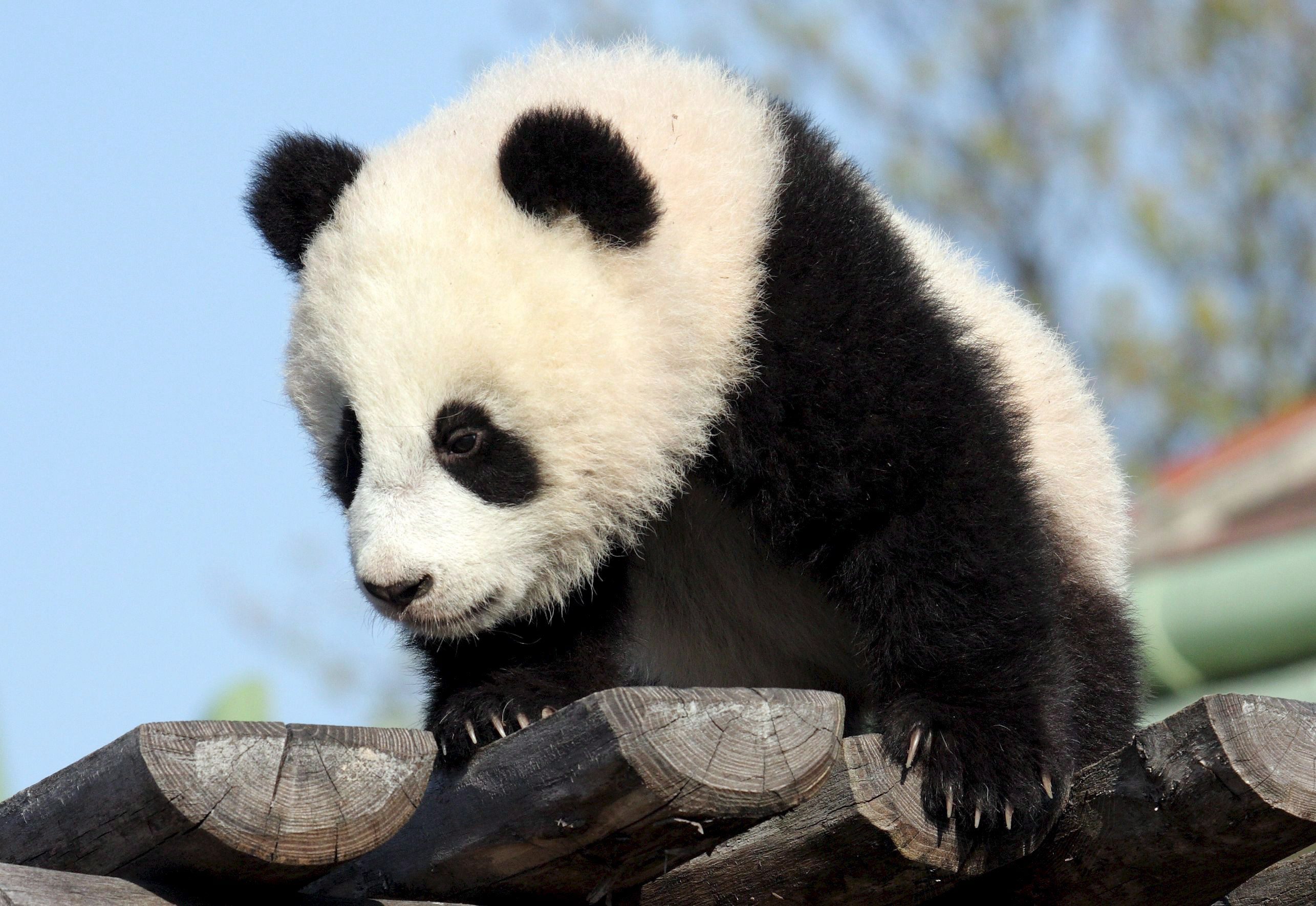 Панда без кругов. Панда без черных кругов. Циньлинская Панда. Панда в профиль. Пандик.