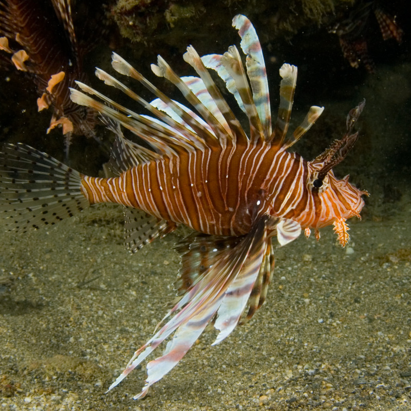 Pesce scorpione, fonte Wikipedia