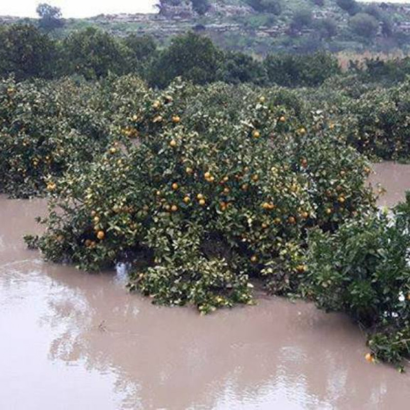 Agrumeti inondati a Francofonte - Foto da Coldiretti Sicilia