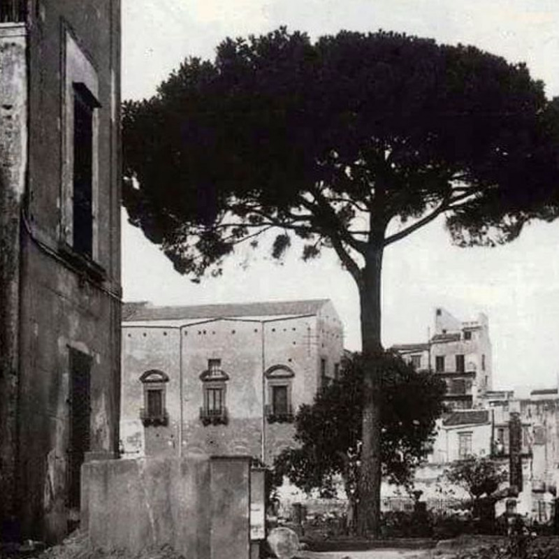Foto d’epoca del pino secolare del Giardino all’Olivella