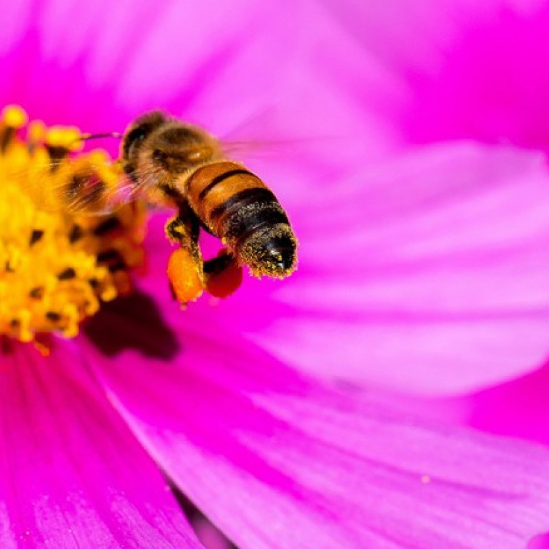 Anche le api comprendono il concetto di zero (fonte: Danny Perez Photography)