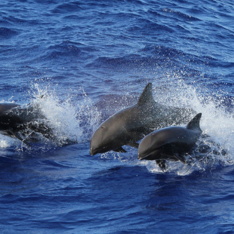 Cetacei della famiglia dei delfini (fonte: NOAA, Andrea Bendin)