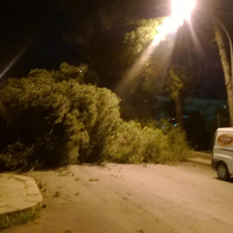 Un albero di pino abbattuto dal forte vento a Caccamo - Foto Fiore