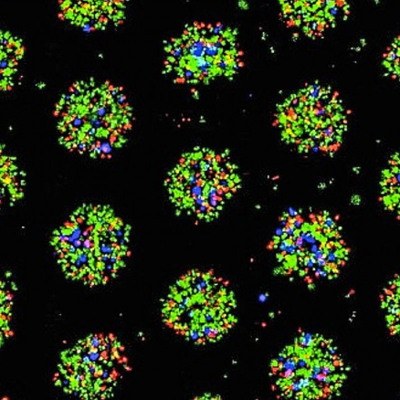 Frammenti di tessuto del fegato ottenuti nella prima 'fabbrica di organi' e derivati da cellule staminali umane riprogrammate (Ips) (fonte: Cincinnati Children's/Yokohama City University)