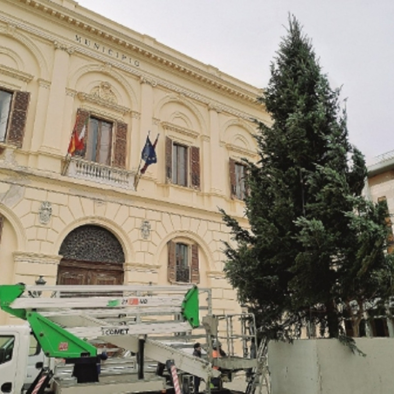 L'albero nella piazza Vittorio Veneto di Trapani