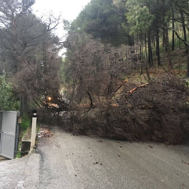 Albero caduto lungo la strada provinciale che collega Boccadifalco con San Martino delle Scale