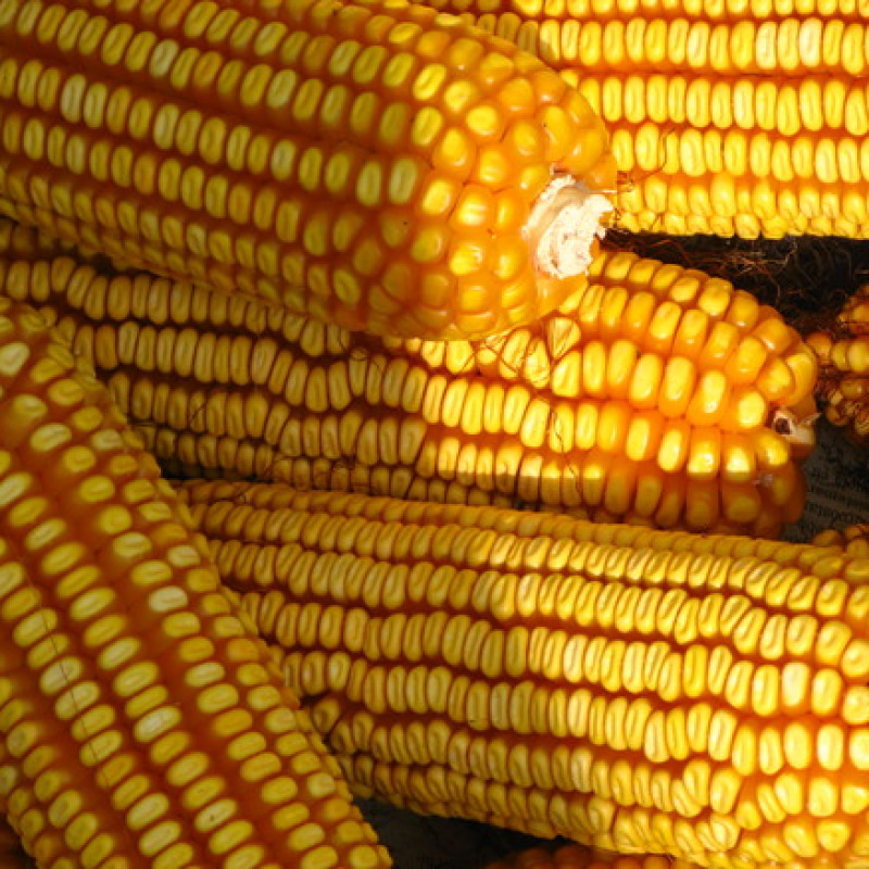 Il più vaso stdudio sulle colture di mais ogm indica che non c'è nessuna evidenza che siano dannos eper sale ambiente (fonte: Scuola Superiore Sant'Anna)
