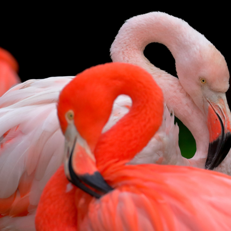 Seguendo i fenicotteri rosa