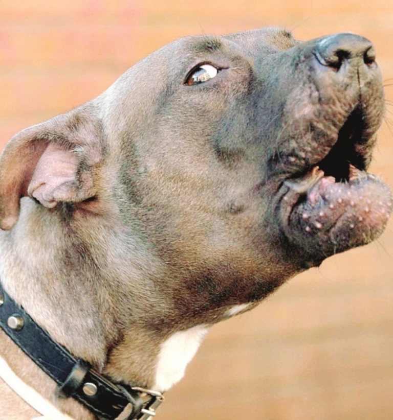 Trovato in possesso di 10 petardi 'pitbull', denunciato trentenne