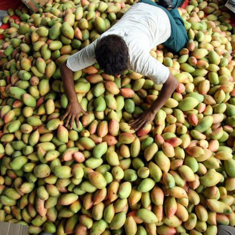 Mango coltivato in India