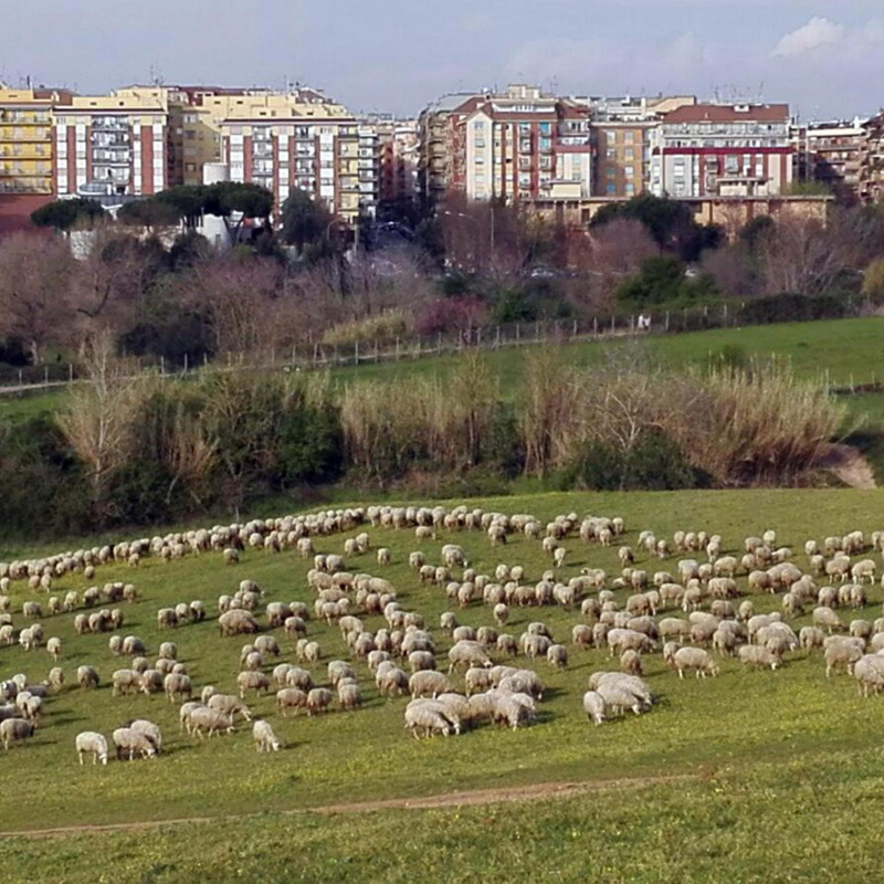 Pecore al parco della Caffarella a Roma