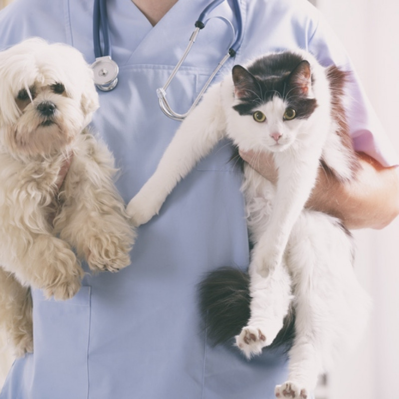 Un veterinario durante una visita