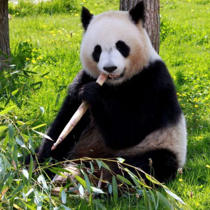 Un panda gigante (fonte: Pixnio)