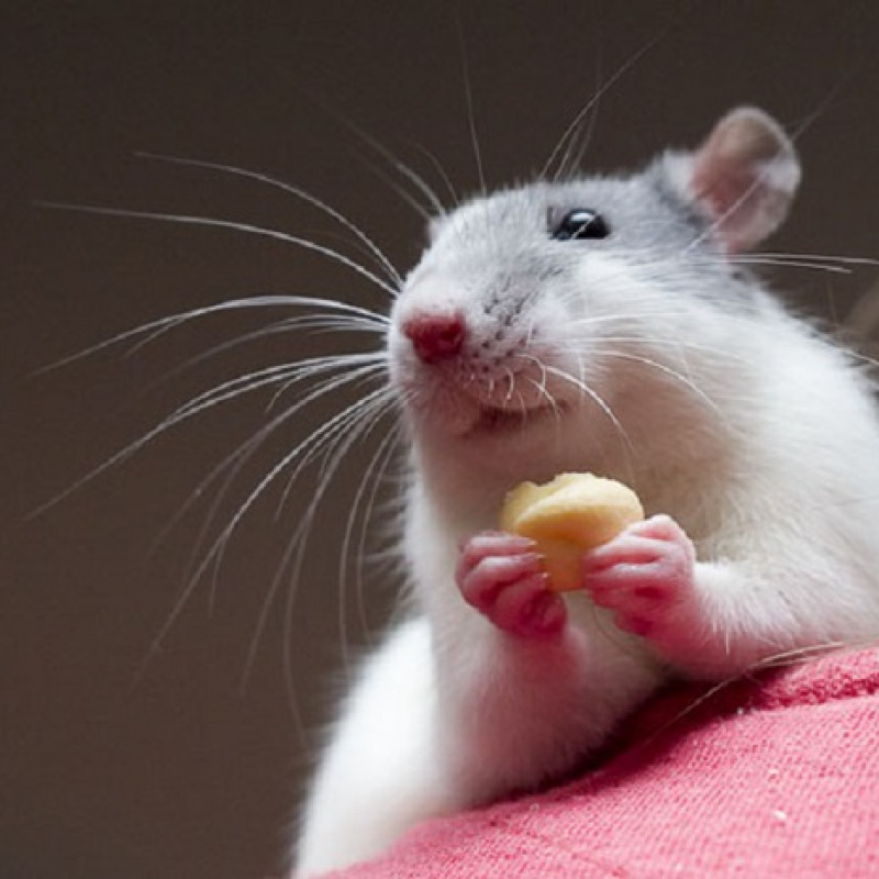 Sperimentati nei topi due meccanismi che permettono di bruciare i grassi, nonostante la dieta calorica (fonte: AlexK100, Wikipedia)
