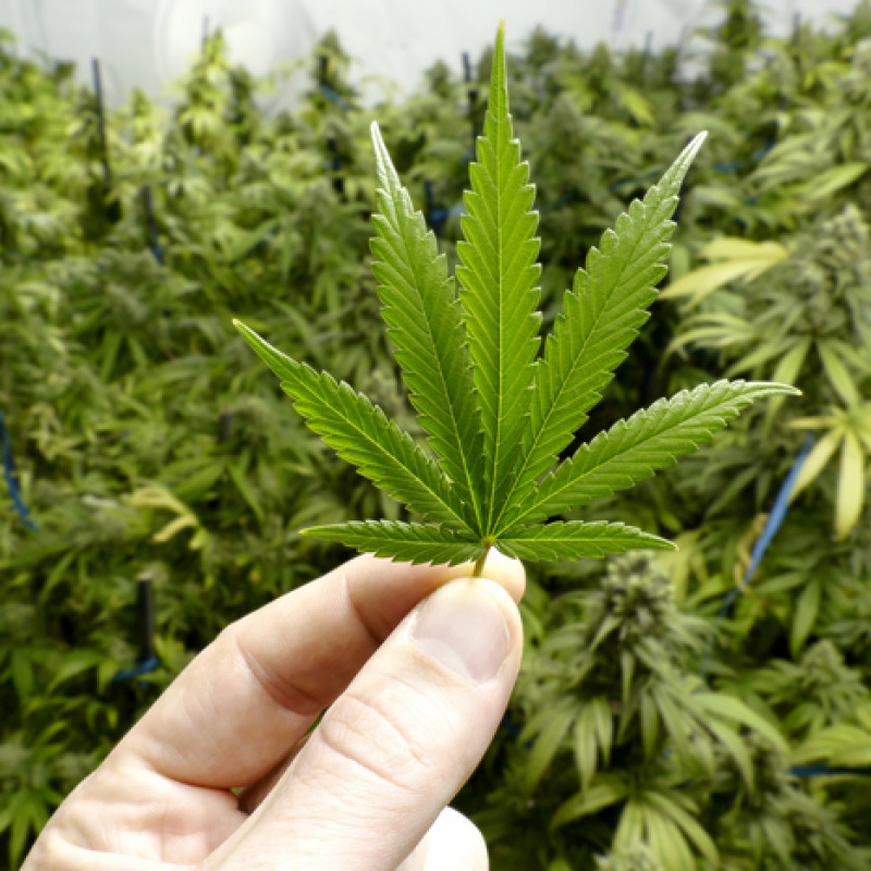 Cannabis terapeutica, Grillo, presto privati per aumentare la produzione
