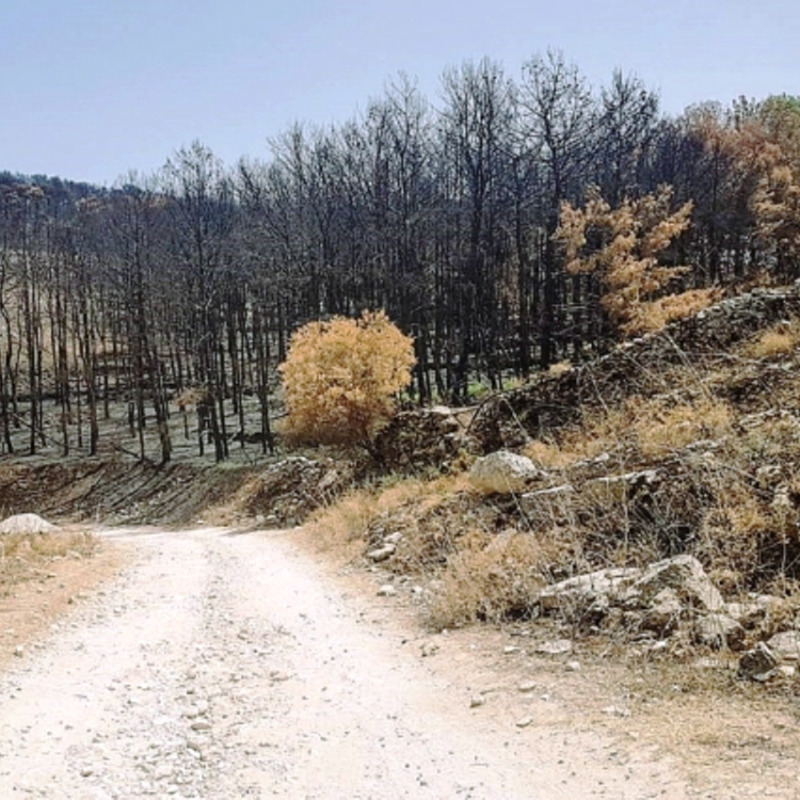 La pineta di Chiaramonte Gulfi dopo l'incendio