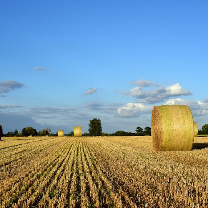 Agricoltura: Mipaaf, Agea avvia il pagamento degli anticipi Pac 2019 (fonte: Pixabay)