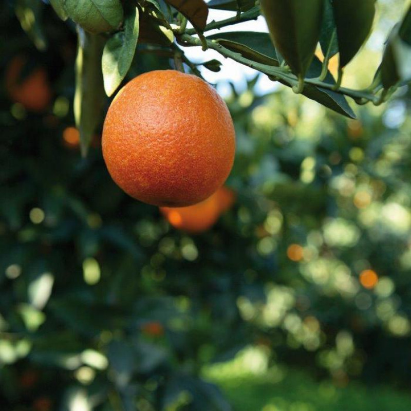 Agrumi: arancia rossa di Sicilia
