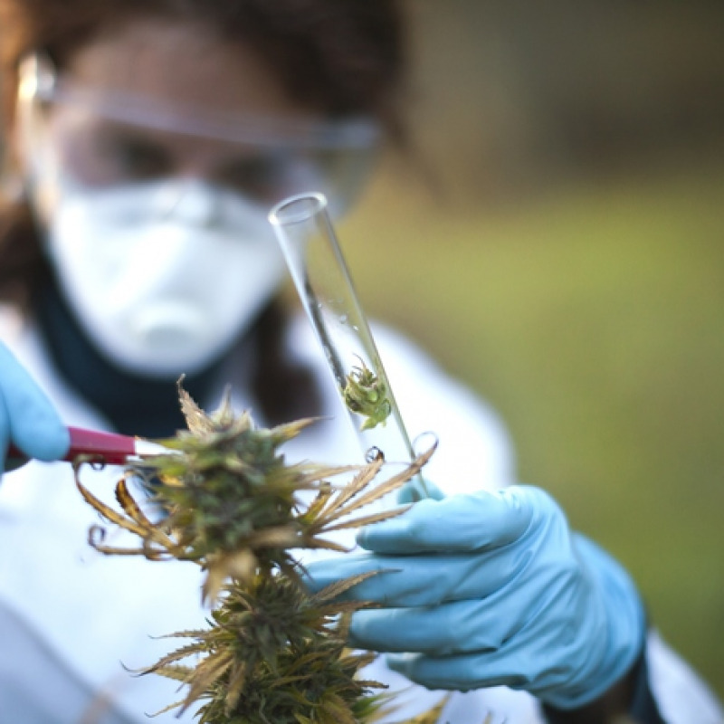 L'analisi su un campione di cannabis