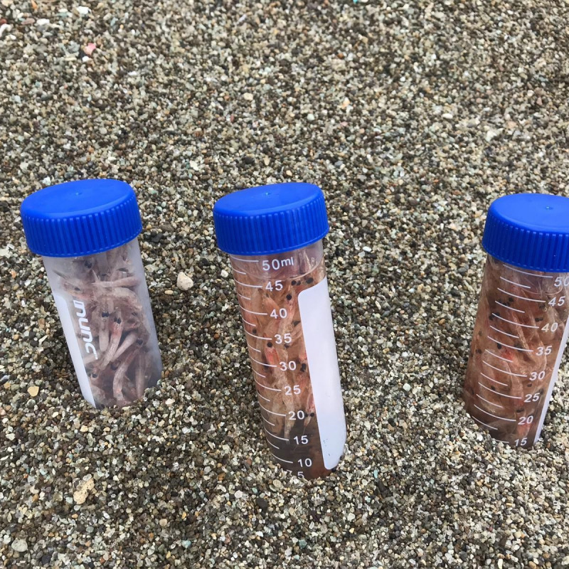 Migliaia di gamberetti trovati sul litorale sabbioso di San Montano a Lacco Ameno (Ischia)