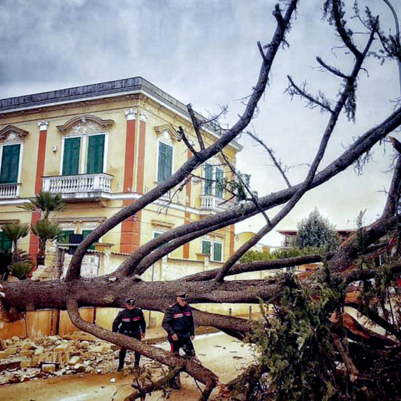 Maltempo, il grande albero caduto a causa del forte vento a Sant'Antimo in provincia di Napoli