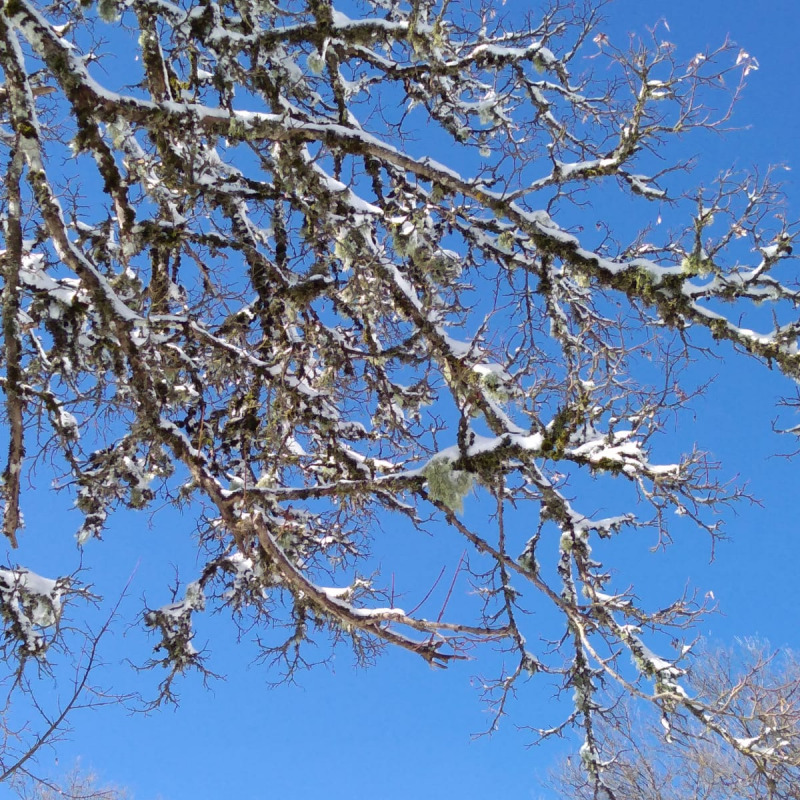Neve sui rami degli alberi