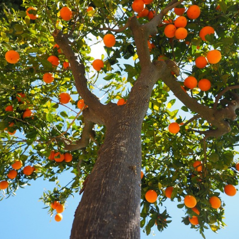 Albero di arance (fonte: Borsa Merci Telematica Italiana e Italmercati)