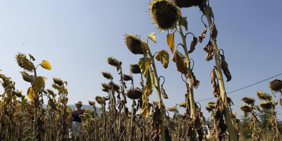 Siccità In Sicilia, Proclamato Lo Stato Di Emergenza Nazionale Per 12 ...