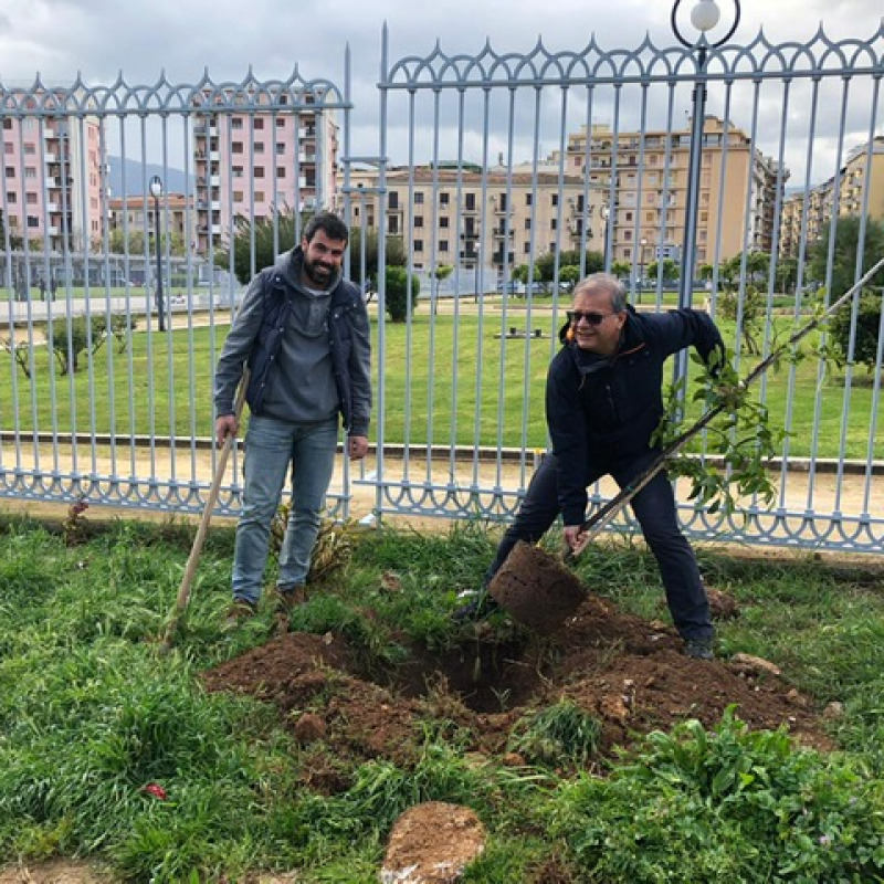 Sono stati piantati tre alberi di aranci amari e un ulivo in un’area verde davanti al Castello della Zisa