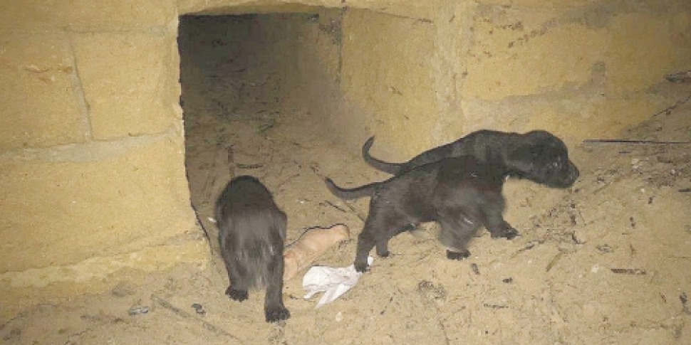 https://assets.gds.it/2019/04/cani-randagi-mazara-970x485.jpg