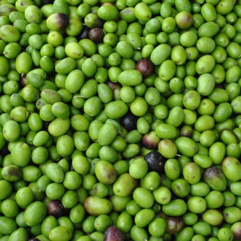 Al via la raccolta delle olive in Italia