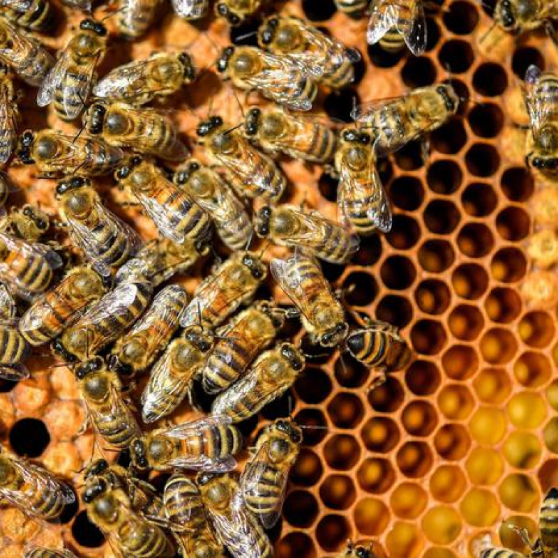 Fondi Mipaaf da 2 milioni per rilancio apicoltura