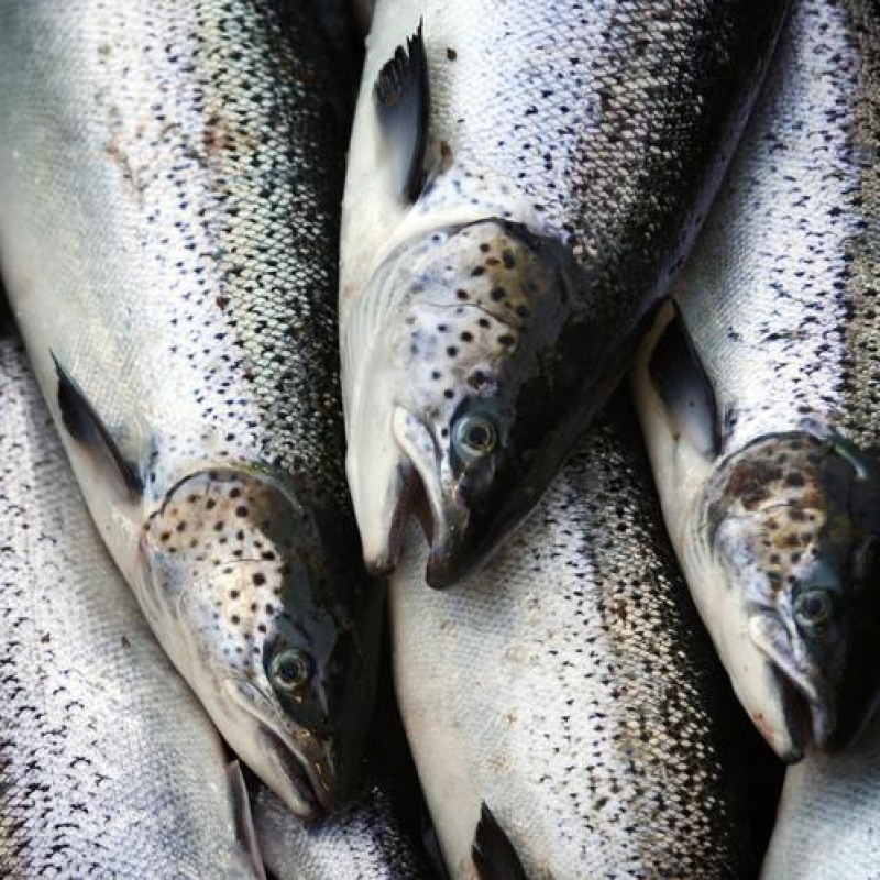 Mercati del pesce in ripresa, sale la domanda del salmone