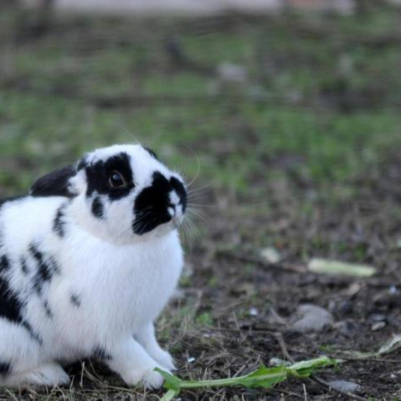 Coniglio è animale di compagnia, chiudono molti allevamenti