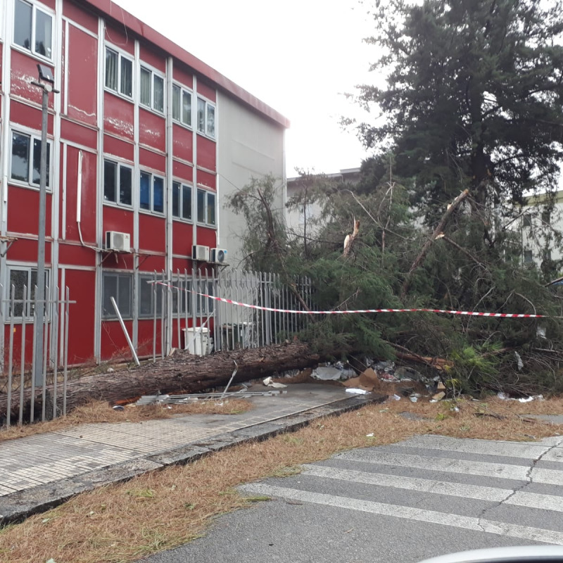 L'albero caduto davanti alla scuola Einaudi a Palermo