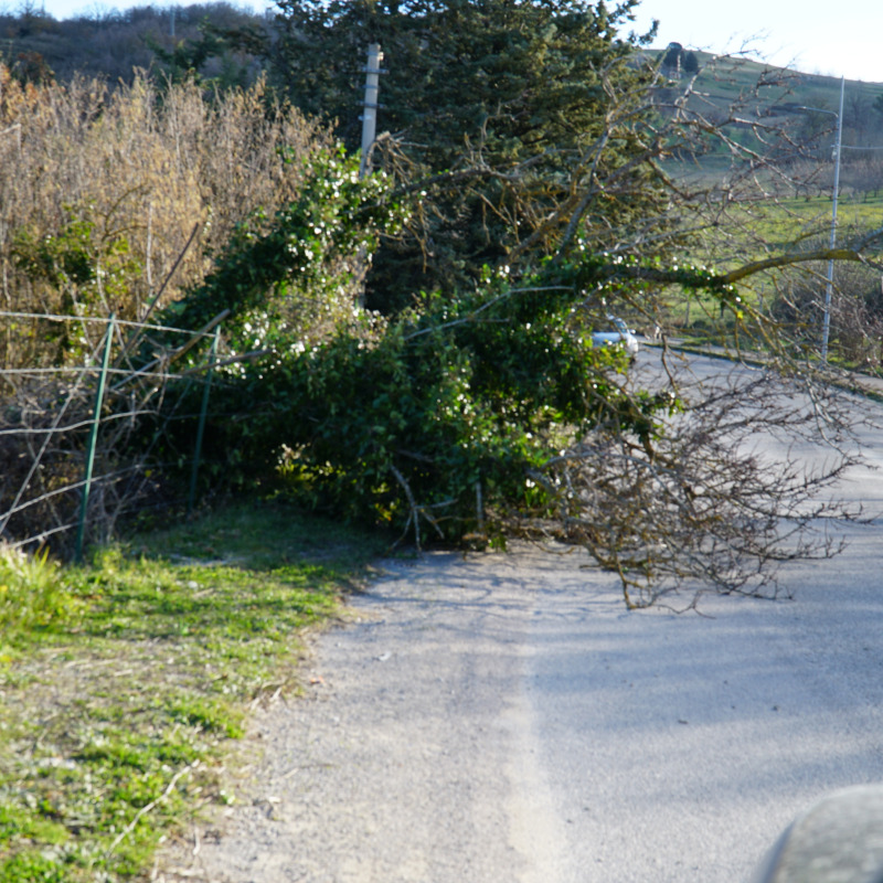 Alberi caduti a Petralia Soprana