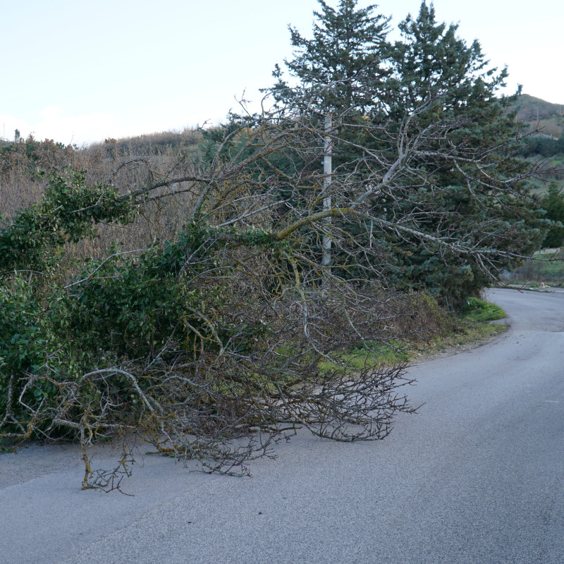 Rami e alberi caduti a causa del forte vento